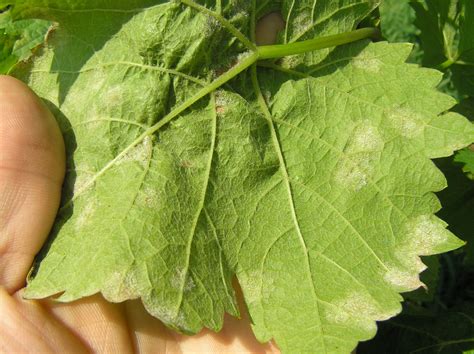 Nuotrauka: Netikrosios miltligės pažeisti vynmedžio lapai su gelsvomis dėmėmis ir baltu apnašu apatinėje pusėje.