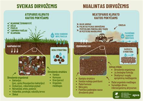 Schema, iliustruojanti humuso susidarymo procesą dirvožemyje ir jo svarbą augalams.