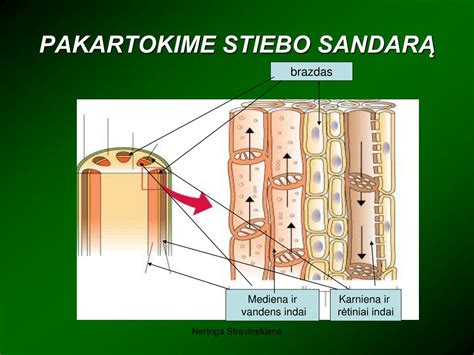 Schematinis augalo stiebo skerspjūvis su pavaizduotais vandens ir maistinių medžiagų transportavimo audiniais (mediena ir karniena)