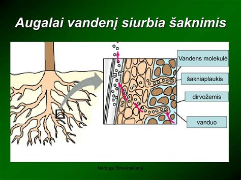 Šakelės, pamerktos į vandenį su maistiniais dažais, demonstruojant vandens judėjimą stiebu