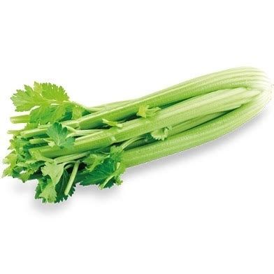 Saliero stiebas, perpjaustytas skersai ir išilgai, rodantis nusidažiusius vandens indus