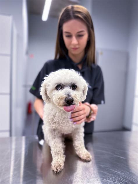 Schema, iliustruojanti šuns mikroschemos implantavimo vietą