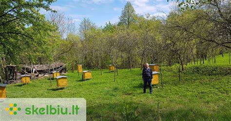 Nuotrauka, vaizduojanti žydinčią pievą mieste, su bitėmis ant gėlių