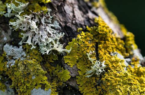 Nuotrauka su įvairių rūšių kempininiais grybais ant medžių kamienų