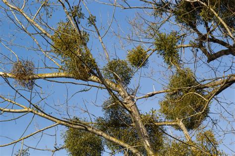 Nuotrauka: Paprastojo amalo rutuliškas krūmas ant medžio šakos