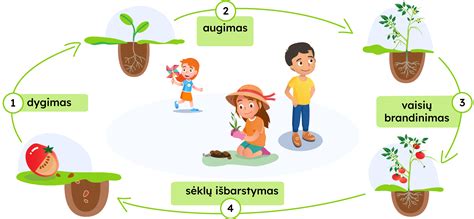 Iliustracija: schematiškas amalo augimo ciklas