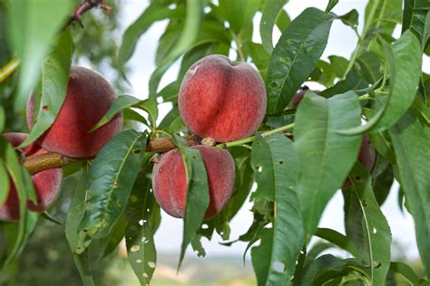 Įvairių veislių persikų vaisiai su skirtingais odelės atspalviais ir dydžiais.