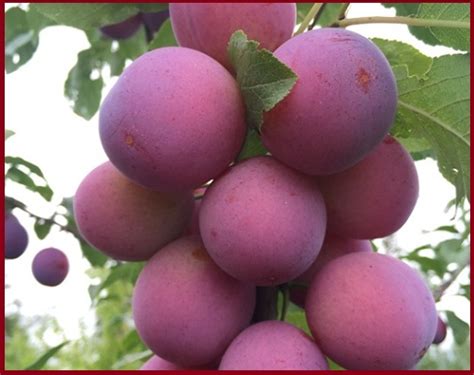 Koloninės slyvos ant šakos, pavaizduotos su skirtingais vaisių atspalviais.