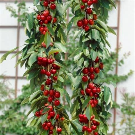 Dekoratyvinė koloninė trešnė su didelėmis sultingomis uogomis.