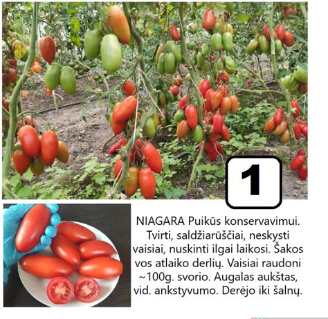 Įvairių egzotinių vaisių sėklos ir daigai.