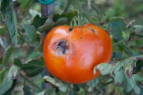 Schematinis pomidoro augalo vaizdas su pagrindinėmis dalimis, kurias gali pažeisti ligos ir kenkėjai.