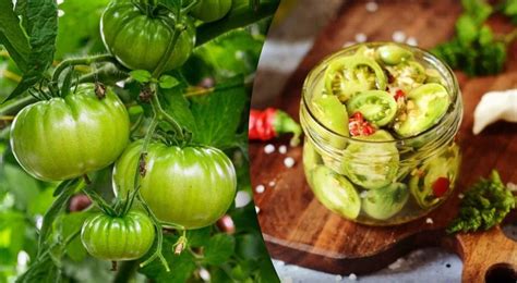 Kekerinio puvinio pažeisti žali pomidorų vaisiai: matomi šviesiai žalsvi apskritimai.