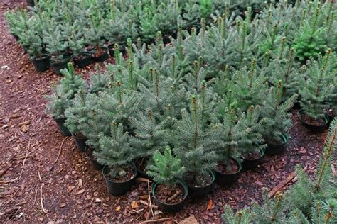 Korėjinio kėnio sodinimo procesas su tinkamu grunto paruošimu