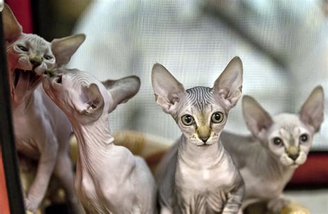 Nuotraukos, iliustruojančios sfinksų veislės įvairovę: skirtingos spalvos, raukšlėtumas, ausų dydis.