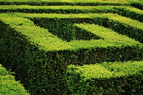 Nuotrauka, demonstruojanti profesionaliai apgenėtą medį ar gyvatvorę.