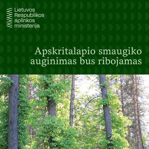 Vizualizacija: Gausialapio lubino augalo nuotrauka su jo būdingais žiedynais ir lapais.