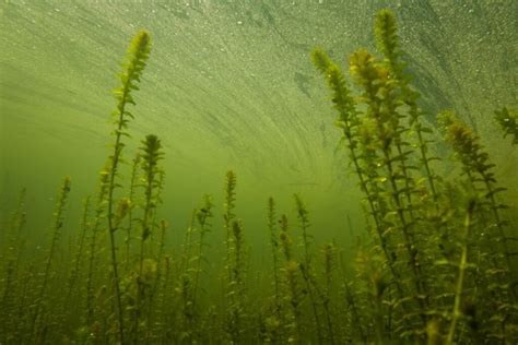 Vizualizacija: Kanadinės elodėjos augalo nuotrauka, iliustruojanti jos augimą vandenyje.