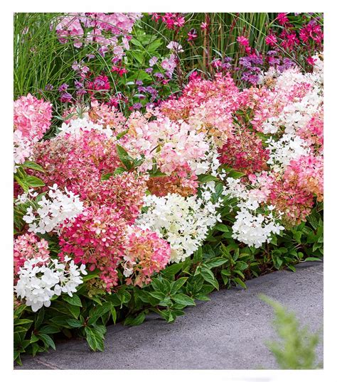 Vizualizacija: Raukšlėtalapio erškėčio krūmo nuotrauka su jo būdingais lapais ir žiedais.