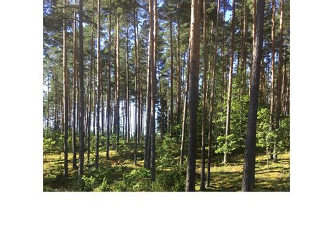 Vizualizacija: Vėlyvosios ievos medžio nuotrauka, parodanti jo lapus, žiedynus ir vaisius.