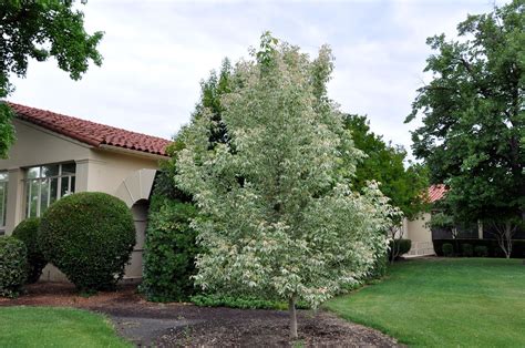 Vizualizacija: Uosialapio klevo medžio nuotrauka, pavaizduojanti jo lapus ir bendrą išvaizdą.
