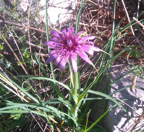 Vizualizacija: Ilgakojo lakišiaus augalo nuotrauka su jo lapais ir žiedynais.