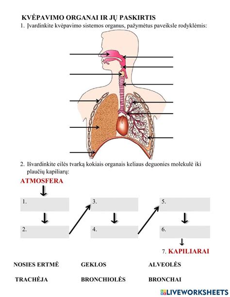 Infografika: schematiškas žmogaus kvėpavimo sistemos pavaizdavimas su eterinių aliejų lašeliais, simbolizuojančiais jų poveikį.