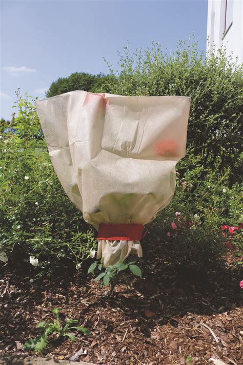 nuotrauka, iliustruojanti skirtingus augalus, kuriems tinka apsauginiai gaubtai (pvz., jauna taja, levanda, rožė)