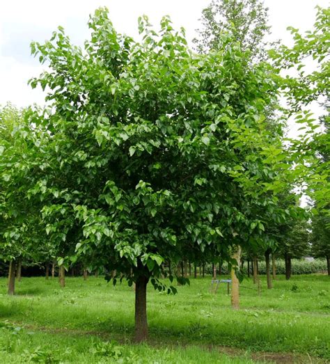 Baltasis šilkmedis medis su lapais ir vaisiais