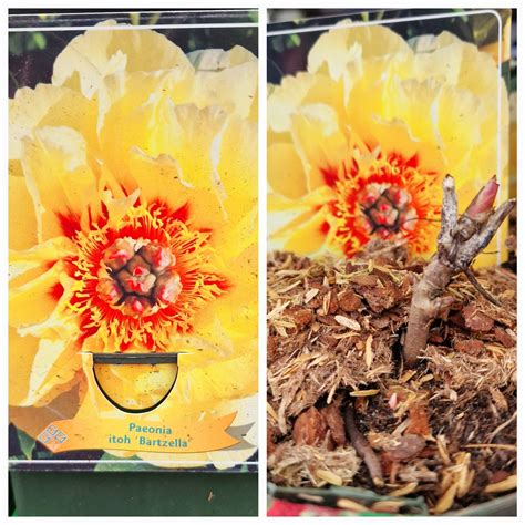 ITOH hibrido bijūnas su ryškiai geltonais žiedais