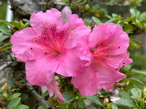 Vaizdingas azalijų krūmas su ryškiais žiedais sode