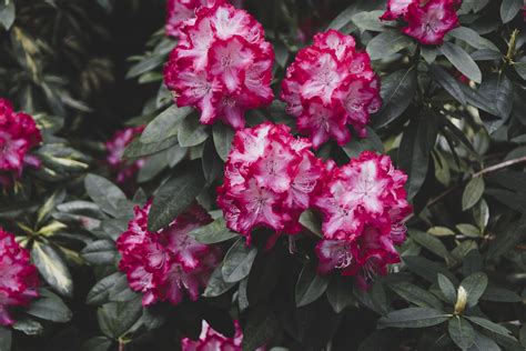 Schema, iliustruojanti tinkamą azalijos sodinimo gylį