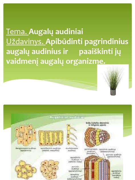 schematinis vabzdžiaėdžio augalo medžiojimo proceso pavaizdavimas