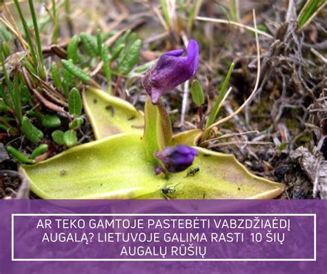 detali nuotrauka saulašarės lapo su lipniais lašeliais