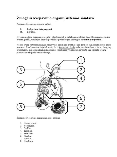 scheminis žmogaus kvėpavimo sistemos pavaizdavimas