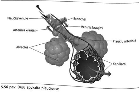 scheminis bronchų ir alveolių išsidėstymas plaučiuose
