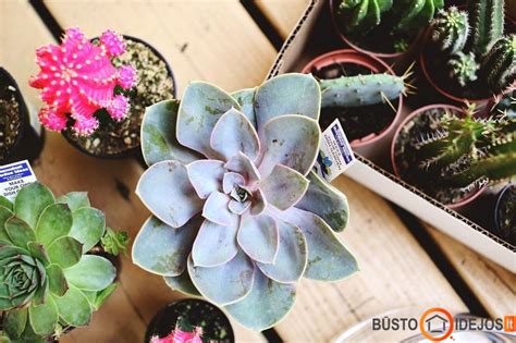 įvairių rūšių kaktusų nuotrauka