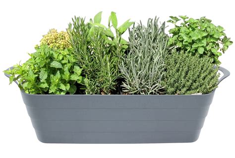 įvairių prieskoninių žolelių puokštė