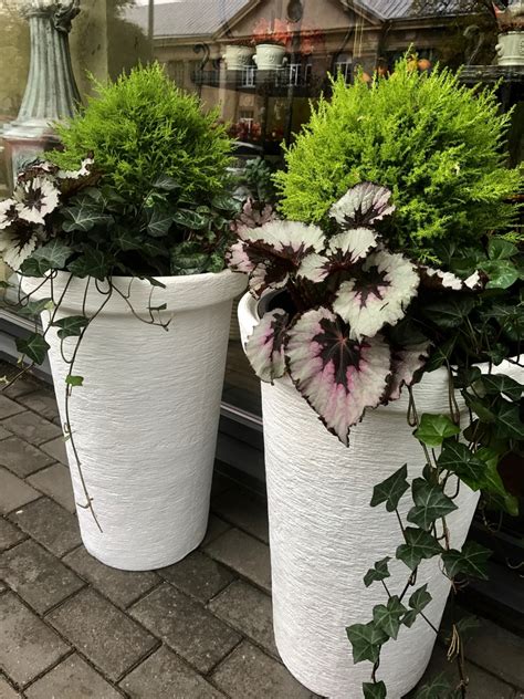 įvairūs prieskoniniai augalai vazonuose ant palangės