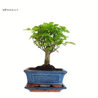 nuotrauka: bonsai medelis žiemą po sniegu ir bonsai patalpoje prie lango
