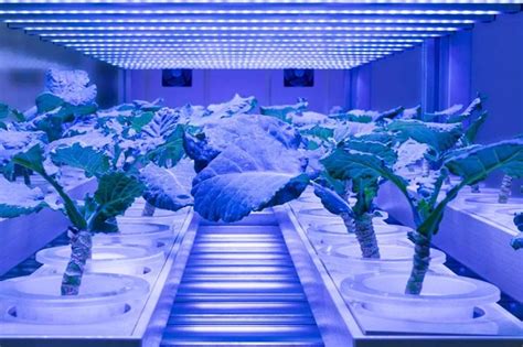 Nuotrauka, kurioje matyti, kaip augalai pastatyti šalia dirbtinio apšvietimo šaltinio.