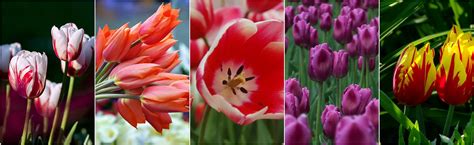 Įvairių pavėsinės gėlių nuotraukų koliažas.