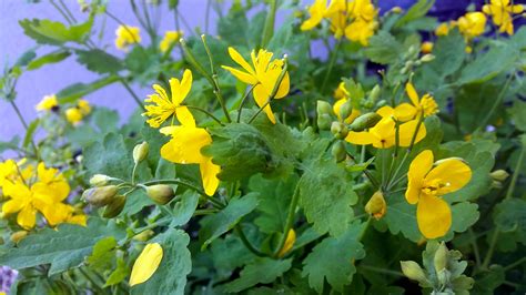 Ugniažolės augalas su sultimis