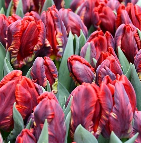 nuotrauka: skirtingų dydžių ir formų tulpių svogūnėliai, pabrėžiant kokybiškų svogūnėlių požymius