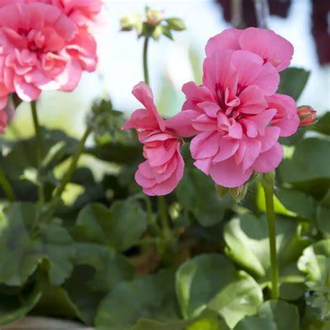 Įvairių spalvų pelargonijų žiedų ir lapų kompozicija