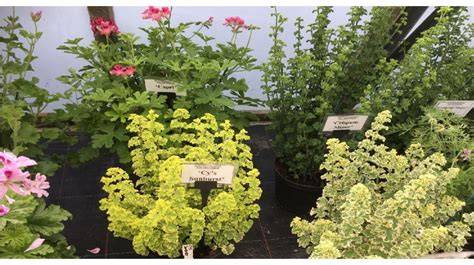 Kvapiosios pelargonijos lapas su specifiniu aromatu