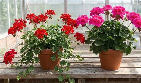 Didžiažiedės pelargonijos veislės (pvz., 'Apricot Belle', 'Jessie Jarrett')