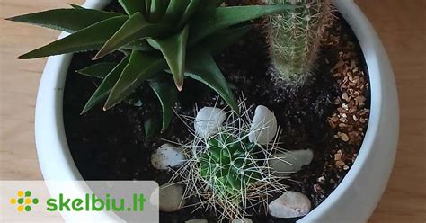 Įvairių rūšių kaktusų kompozicija