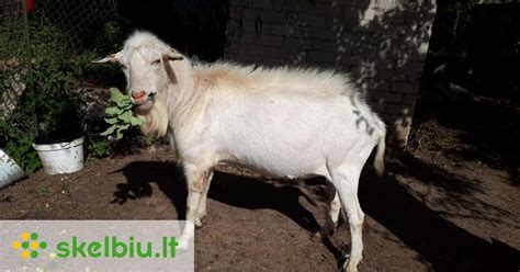 nuotrauka, vaizduojanti Zaneno veislės ožką