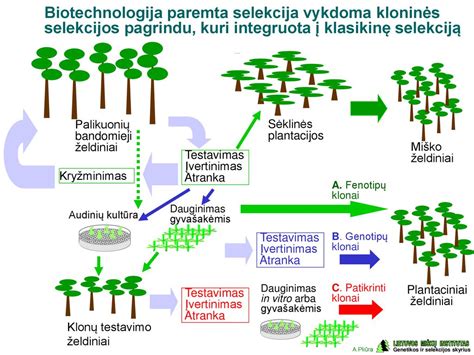 schema su porų auginimo ciklu ir priežiūra