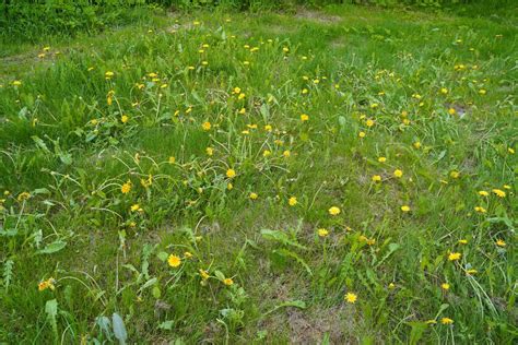 nuotrauka_geltonu_kroku_vejoje